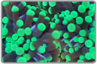 Neon Green Tip Torch Coral